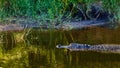 Closeup of an alligator waiting for a bird to grab Royalty Free Stock Photo