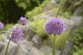 Allium altissimum with violet flowers