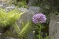 Allium altissimum with violet flowers