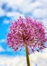 Closeup of Allium Gladiator pink flower