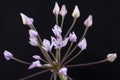 Closeup Allium praecox wild onion flower