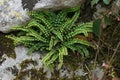 Closeup on a allotetraploid hybrid fern, maidenhair spleenwort, Asplenium trichomanes growing between rocks Royalty Free Stock Photo