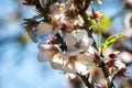 Closeup of almond tree blossom. Prunus amygdalus. Royalty Free Stock Photo