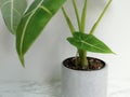 Closeup of an alocasia frydek baby off-shoot