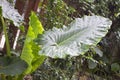 Closeup of Alocasia macrorrhizos leaf Royalty Free Stock Photo