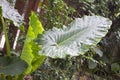 Closeup of Alocasia macrorrhizos leaf