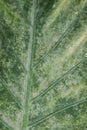 Closeup of Alocasia macrorrhizos` leaf