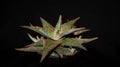 Closeup of Aloe donnie isolated on black background.