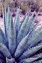 Closeup Of Aloe Plant In Ultra Violet In Arizona