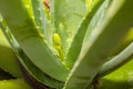 Aloe Vera Flower Stem Growth, Closeup Royalty Free Stock Photo