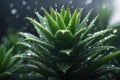 closeup of an aloe vera plant covered in rain. ai generative Royalty Free Stock Photo