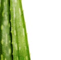 Closeup of aloe vera plant isolated over white background Royalty Free Stock Photo