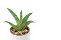 Closeup aloe vera plant in pot on white background