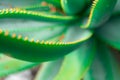 Closeup aloe vera succulent plant with hard spiky edged leaves