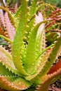 Closeup Aloe vera sunset succulent plant ,Aloe dorothea , ,barbadensis mill ,star cactus ,Aloin ,Jafferabad Vera Barbados , Royalty Free Stock Photo