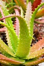 Closeup Aloe vera sunset succulent plant ,Aloe dorothea , ,barbadensis mill ,star cactus ,Aloin ,Jafferabad Vera Barbados , Royalty Free Stock Photo