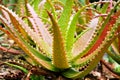 Closeup Aloe vera sunset succulent plant ,Aloe dorothea , ,barbadensis mill ,star cactus ,Aloin ,Jafferabad Vera Barbados , Royalty Free Stock Photo