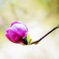 Closeup alone pink magnolia flower in spring time, natural light, outdoor, allergy season