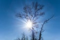 Closeup alone tree silhouette in light of sparkle sun