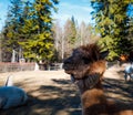 Closeup of an Alpaca Portrait in the zoo