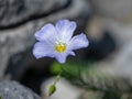 Closeup of an alpine flax in the Austrian Alps