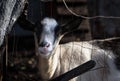 A closeup of an alpine goat in the backyard. Happy goat. Royalty Free Stock Photo