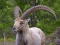 Closeup Alpine ibex Royalty Free Stock Photo