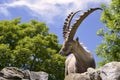 Closeup Alpine ibex Royalty Free Stock Photo