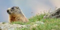 Closeup of an alpine marmot, Marmota marmota latirostris sitting on a ground Royalty Free Stock Photo