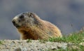 Closeup of an alpine marmot, Marmota marmota latirostris sitting on a ground Royalty Free Stock Photo