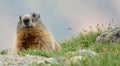 Closeup of an alpine marmot, Marmota marmota latirostris sitting on a ground Royalty Free Stock Photo