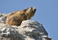 Alpine marmot on rock Royalty Free Stock Photo