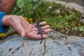 Closeup of an alpine salamander. Macro shot of a salamander in the alps Royalty Free Stock Photo