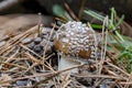Closeup: Amanita brown poisonous mushroom growing in the autumn forest. Royalty Free Stock Photo
