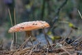 Closeup: Amanita Orange Poisonous Mushroom Growing In The Autumn Forest.