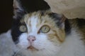 Closeup of an amazed cat with green eyes