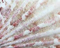 Closeup of amazing detail scallop texture