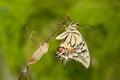 Closeup amazing moment about butterfly emerging from chrysalis on twig on green background. shallow dof