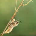 Close-up for moment about butterfly emerging from chrysalis on twig on green background.