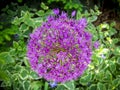 Closeup of amazing purple color garden allium flower cluster Royalty Free Stock Photo