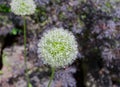 Closeup amazing view of a spring onion flower in botanical garden