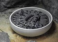 Close up Amazon Tree Boa Coiled in White Bowl on The Sand