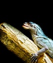 Closeup of a amboina sail fin lizard sitting on a branch, isolated on a black background, tropical iguana from indonesia Royalty Free Stock Photo