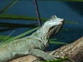 Amboina sail-finned lizard  closeup 21 Royalty Free Stock Photo