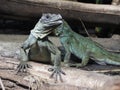 Amboina sail-finned lizard  closeup 23 Royalty Free Stock Photo