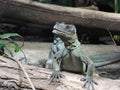 Amboina sail-finned lizard  closeup 26 Royalty Free Stock Photo