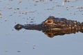 Closeup of an American Alligator - Florida