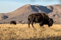 Closeup of an American bison grazing a field grass on a mountain background Royalty Free Stock Photo