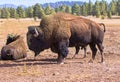 American Bisons, Buffalos In A Field