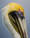 Closeup of American brown pelican in colorful breeding plumage Royalty Free Stock Photo